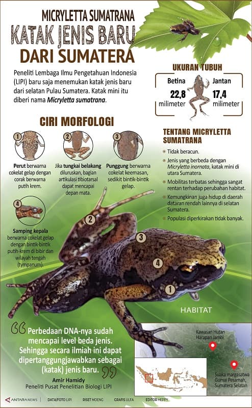 micryletta_sumatrana_katak_jenis_baru_dari_sumatera