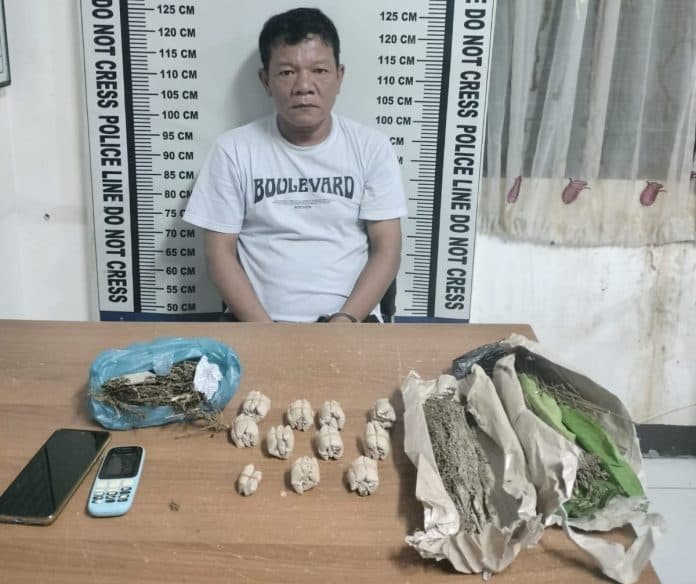 miliki_23771_gram_ganja_anton_rajagukguk_ditangkap
