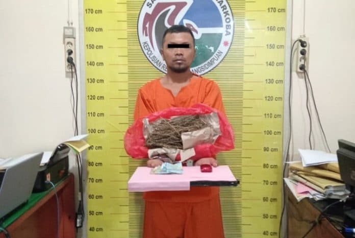 miliki_ganja_240_gram_pria_ini_diringkus_satresnarkoba_padangsidimpuan
