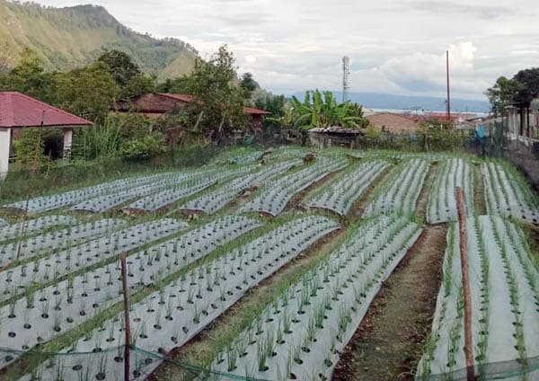 mimpi_petani_muda_haranggaol_di_saat_harga_bawang_merah_meroket