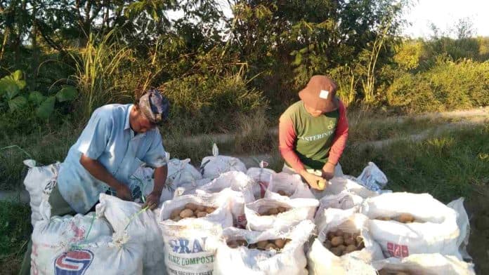 minat_bertani_kaum_muda_menurun_bupati_simalungun_diharapkan_miliki_solusi
