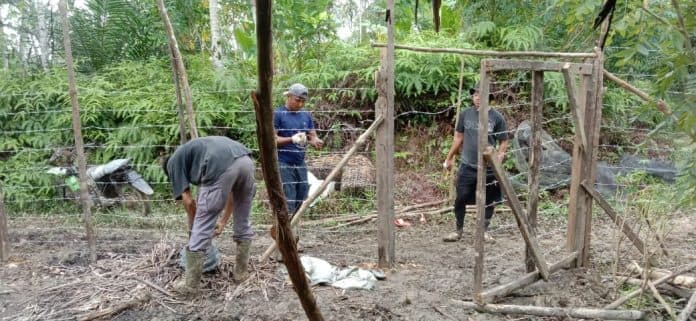 minimalisir_konflik_harimau_dengan_warga_bksda_bangun_kandang_tpe_di_langkat