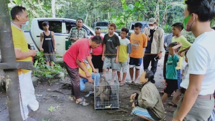 monyet_yang_serang_warga_di_kerasaan_simalungun_ditangkap