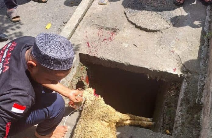 mui_pematangsiantar_sosialisasikan_tata_cara_penyembelihan_hewan_qurban