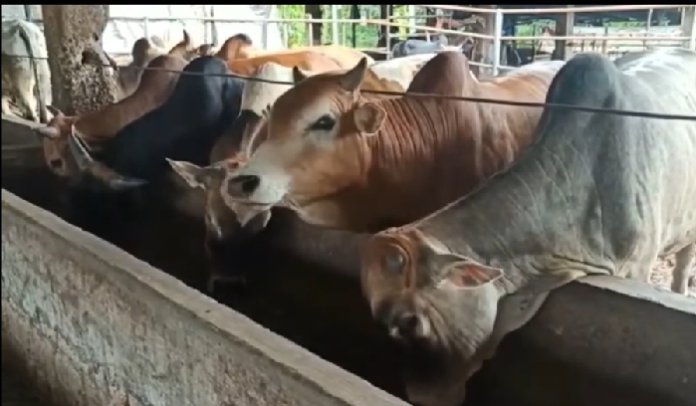 mui_siantar_sembelih_hewan_kurban_di_masa_covid_19_harus_prokes_ketat