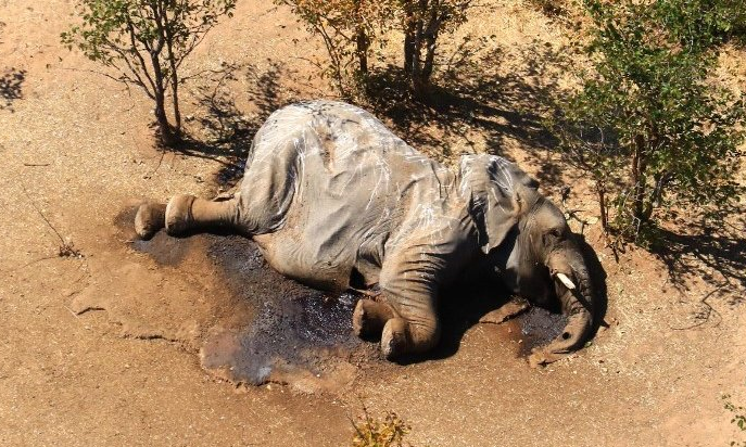 mulai_terkuak_misteri_kematian_ratusan_gajah_di_botswana