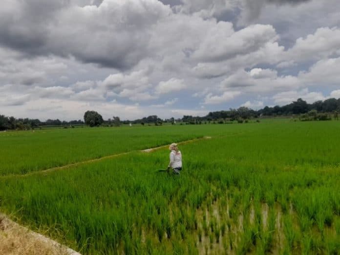 musim_hujan_petani_manfaatkan_lahan_pertanian