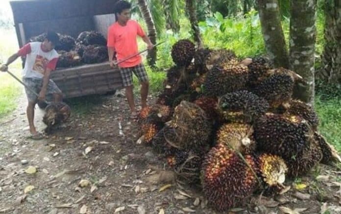 musim_trek_petani_sawit_pasrah_produksi_turun_saat_harga_tinggi