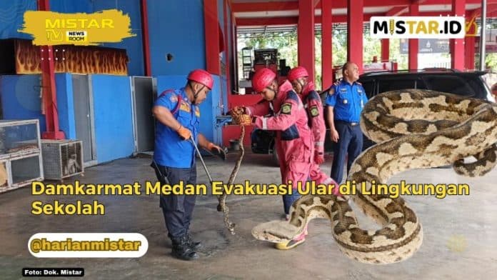 newsroom_damkarmat_medan_evakuasi_ular_di_lingkungan_sekolah