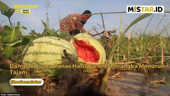 newsroom_dampak_cuaca_panas_hasil_panen_semangka_menurun_tajam