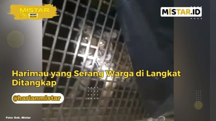 newsroom_harimau_yang_serang_warga_di_langkat_ditangkap
