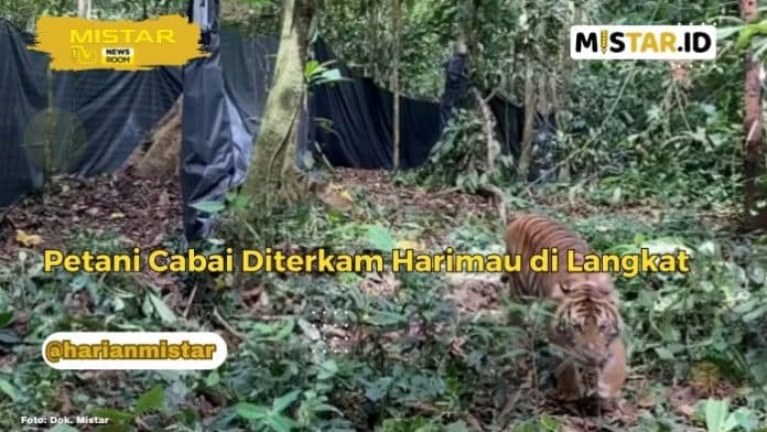 newsroom_petani_cabai_diterkam_harimau_di_langkat