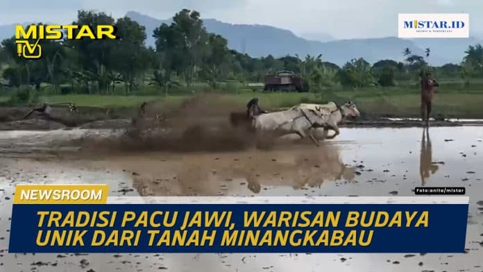 newsroom_tradisi_pacu_jawi_warisan_budaya_unik_dari_tanah_minangkabau