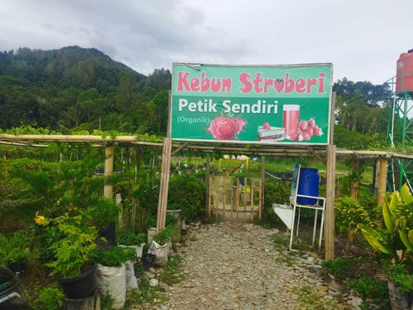 nikmati_kuliner_khas_batak_dan_sensasi_jadi_petani_stroberi_di_kecamatan_lumbanjulu