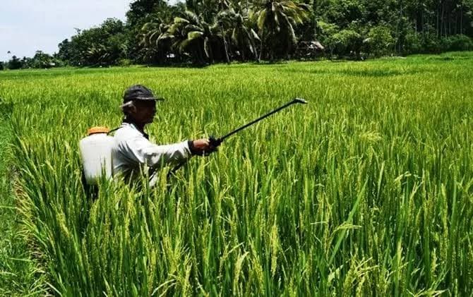 ntp_di_sumut_naik_pengamat_nasib_petani_masih_buruk