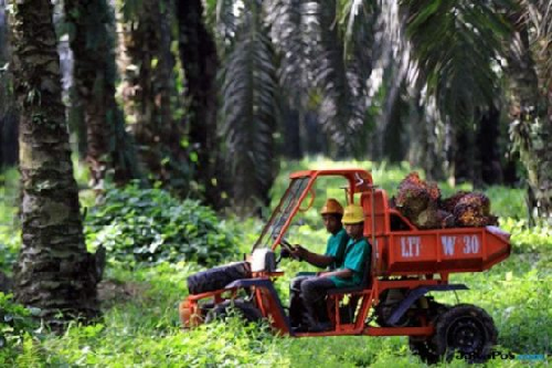 ntp_sub_sektor_perkebunan_sumut_turun_1849_persen