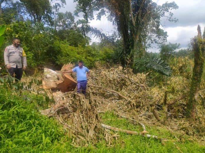 oknum_kades_suplai_kayu_proyek_bsrs_di_dairi_aph_temukan_lokasi_penebangan_diduga_masuk_kawasan_hutan