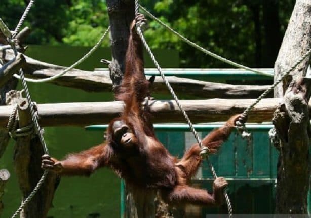 orang_utan_dibawa_bus_kargo_ke_pasar_gelap_klhk_berhasil_menyelamatkan