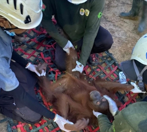 orang_utan_yang_berkeliaran_di_perkebunan_pt_piss_berhasil_dievakuasi