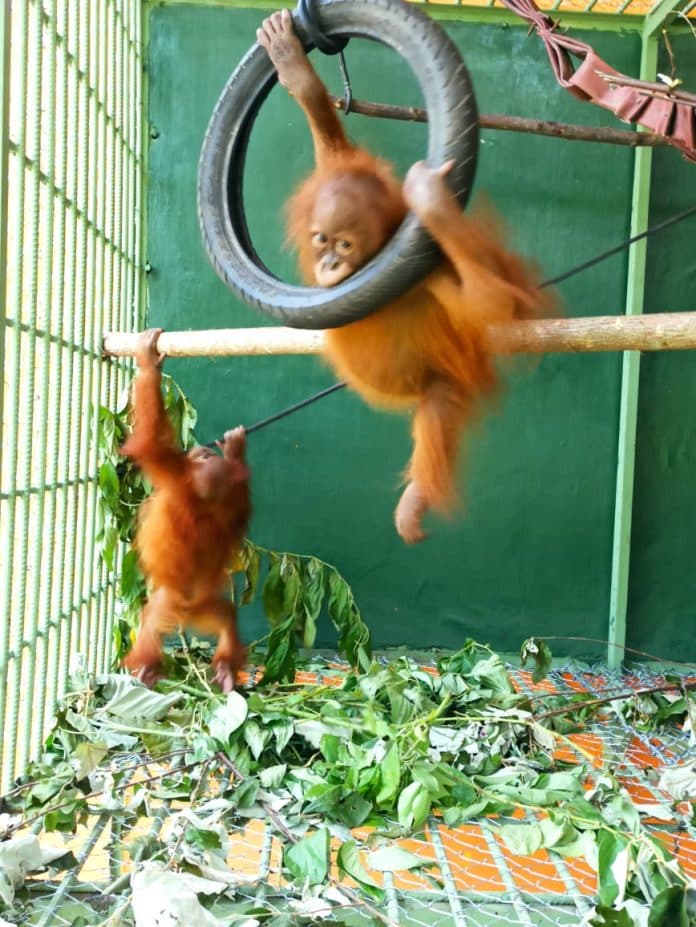 orangutan_asto_dan_asih_pulang_kampung_jalani_karantina_di_bukit_mas_besitang_langkat