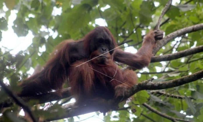 orangutan_sumatera_muncul_di_danau_lau_kawar_karo