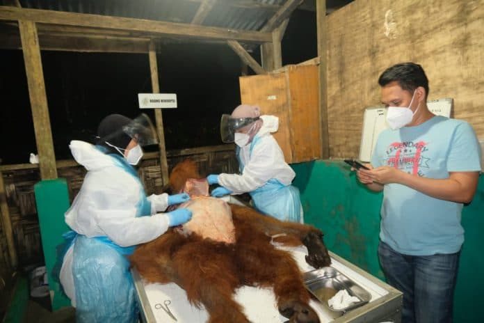 orangutan_yang_diamankan_warga_di_karo_mati_bksda_perintahkan_investigasi