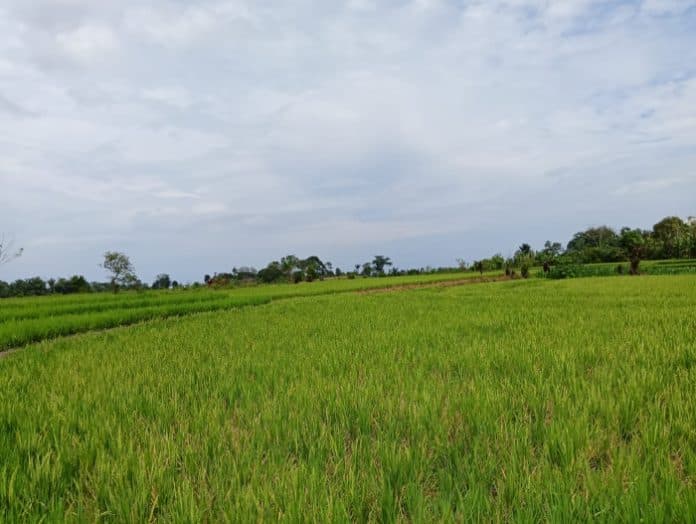 padi_dihabisi_tikus_petani_minta_program_berburu_di_simalungun_kembali_digalakkan