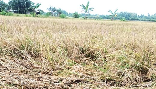 padi_seluas_20_ha_gagal_panen_petani_rugi_rp1_miliar