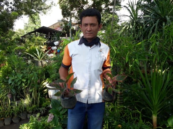 pandemi_tanaman_hias_banyak_diburu_masyarakat