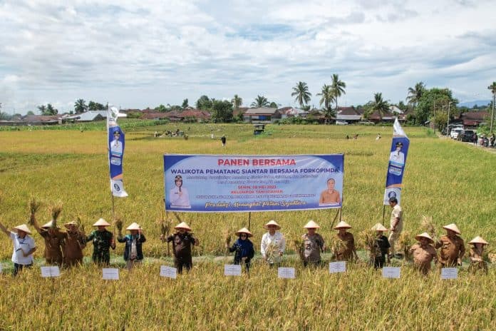 panen_padi_bersama_di_siantar_ini_pesan_wali_kota