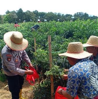 panen_raya_cabai_merah_di_simalungun_kapolres_motivasi_ke_masyarakat