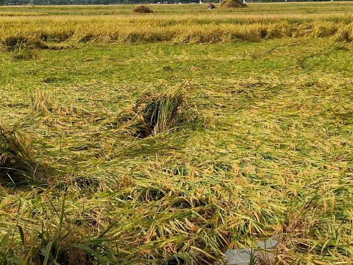 panen_raya_petani_padi_tiga_kecamatan_di_simalungun_mengeluh