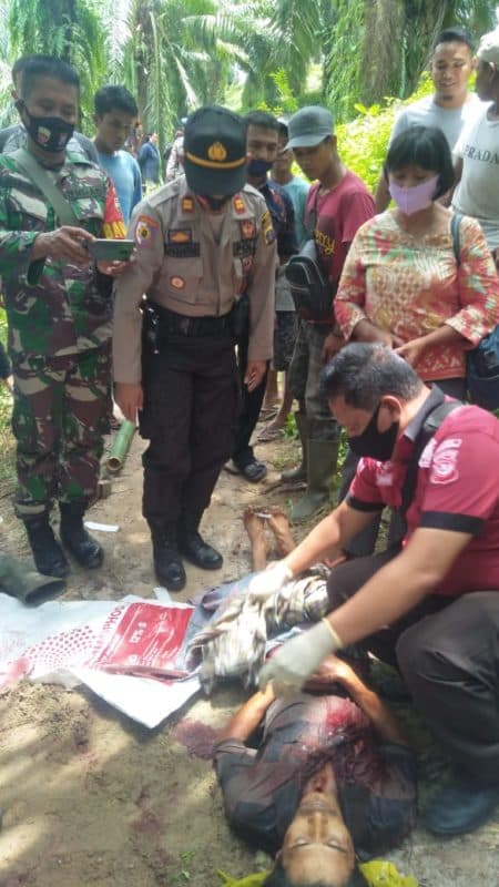 panen_sawit_di_kebun_mertua_mantu_tewas_tertancap_egrek