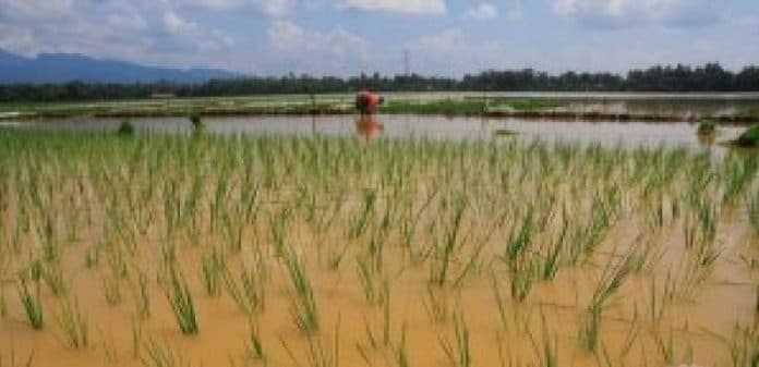 pasca_banjir_belum_ada_petani_yang_melapor_ganti_rugi_ke_dinas_tph_sumut