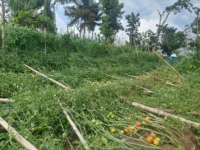 pasca_hujan_es_bpbd_dairi_bantuan_di_sektor_pertanian_masih_terkendala_anggaran