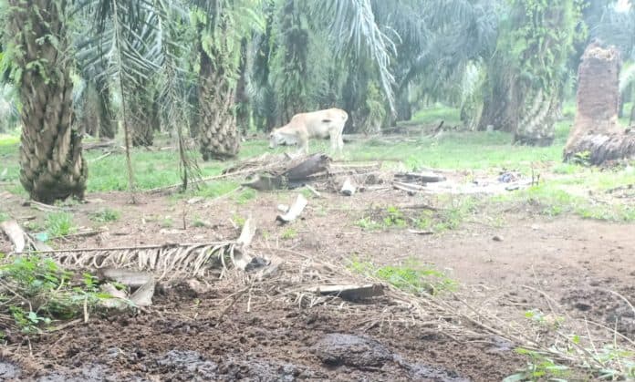 pasca_larangan_ternak_masuk_ptpn_jumlah_petani_pemilik_sapi_menurun