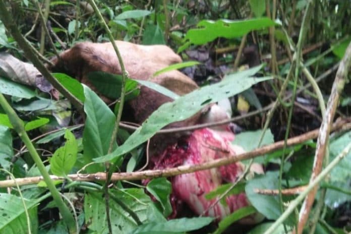 pascamangsa_sapi_warga_bahorok_usir_harimau_pakai_petasan