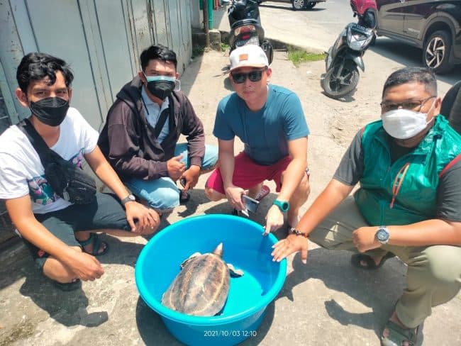 peduli_kelestarian_satwa_warga_medan_serahkan_tuntong_laut_ke_bksda_sumut