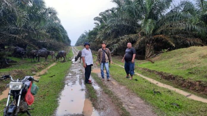 pekan_depan_pemilik_ternak_kerbau_di_simalungun_akan_laporkan_ke_polda_sumut