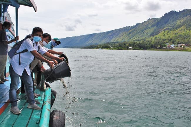 pelaku_usaha_tabur_100_ribu_benih_ikan_nila_ke_danau_toba