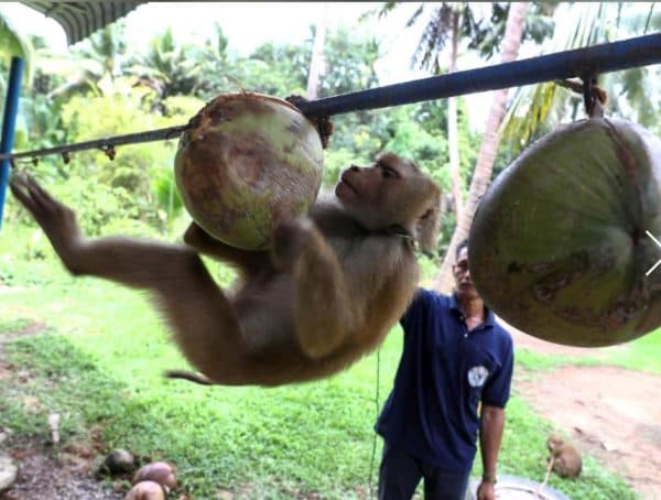 pelatih_monyet_thailand_bantah_libatkan_monyet_panen_kelapa_yang_diekspor