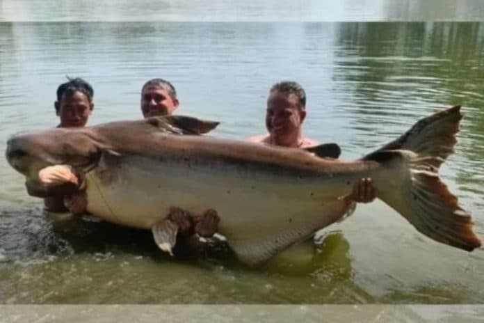 pemancing_dapat_ikan_lele_raksasa_beratnya_nyaris_200_kilogram