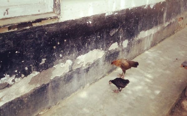 pembagian_ayam_kampung_untuk_warga_desa_bagerpang_telan_anggaran_rp144_juta