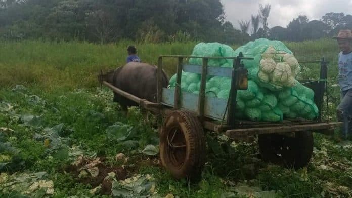 pembagian_pupuk_subsidi_belum_merata_di_simalungun_harga_pupuk_non_subsidi_fantastis