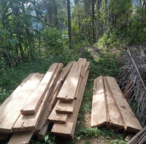 pembalakan_liar_marak_terjadi_di_kawasan_hutan_sinehi_dairi
