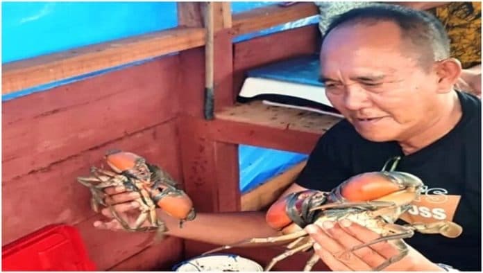 pembesaran_kepiting_bakau_koperasi_awan_mera_sejahtera_berdayakan_masyarakat_pesisir