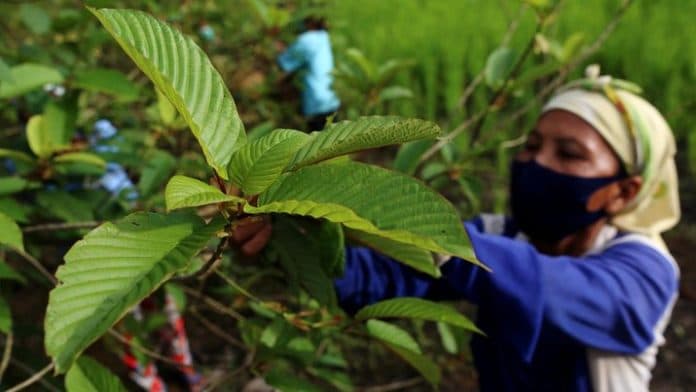 pemerintah_diminta_legalkan_tanaman_kratom_agar_petani_tak_was_was