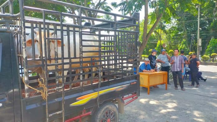pemkab_asahan_sembelih_126_ekor_hewan_kurban