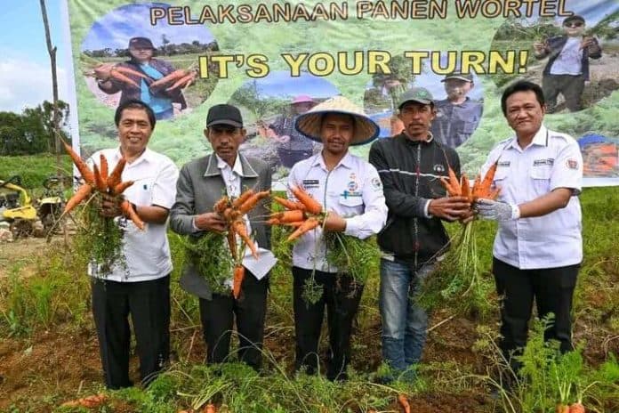 pemkab_humbahas_dan_ttm_panen_wortel_nantes_di_food_estate_hasilkan_10_tonha