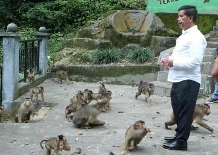 pemkab_imbau_wisatawan_berhenti_beri_makan_kera_di_kawasan_parapat